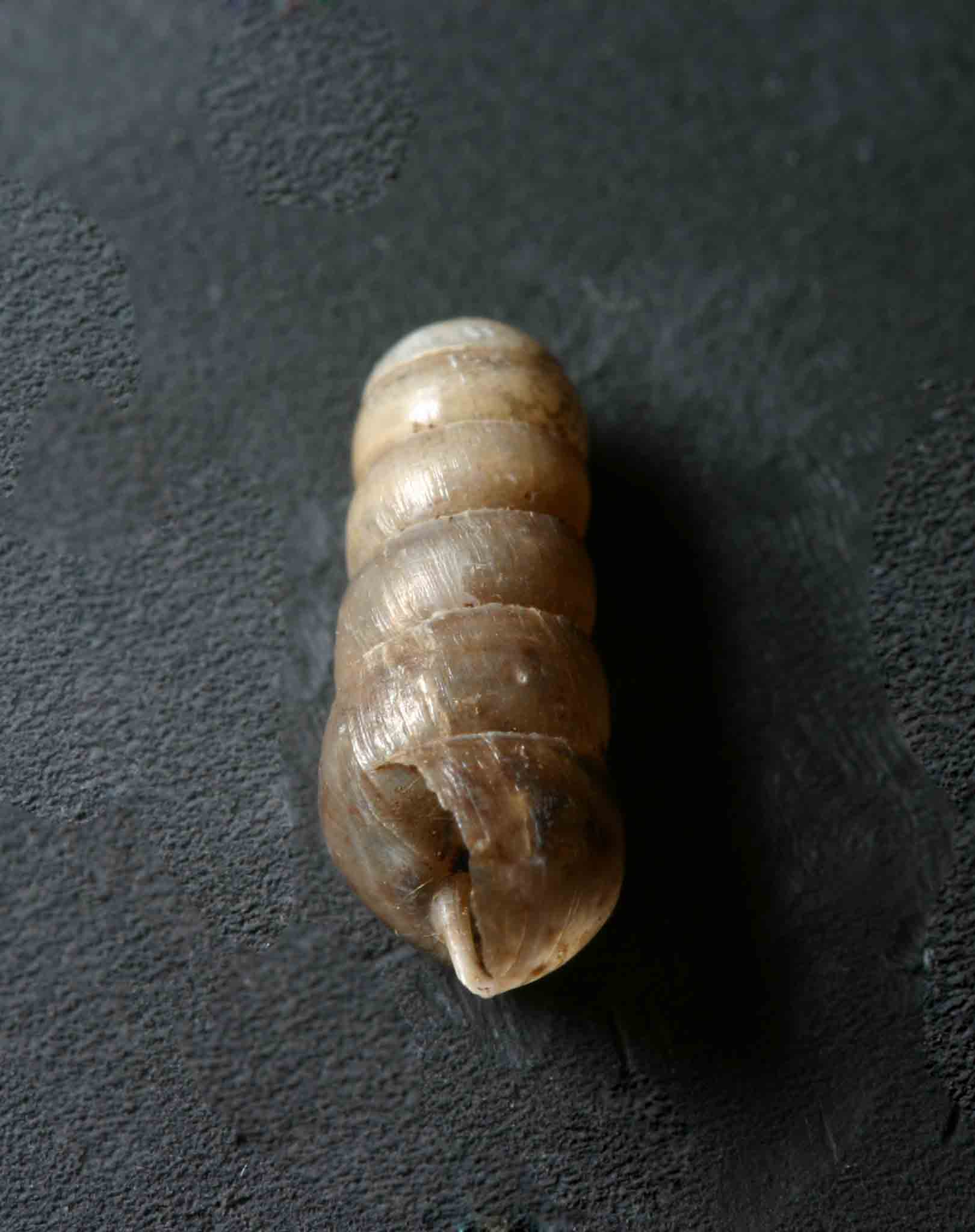 Rumina decollata (Linnaeus, 1758) Juv. - Monte Soratte